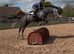 16hh 5yo mare