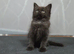 Ragdoll x Maine Coon kittens