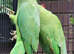3 beautiful young Ringnecks (1 semi tame)