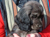 Working cocker spaniel puppies