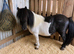 Beautiful SPSBS Registered Piebald Gelding Ideal Companion