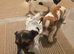 Jack Russell pups