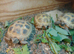 baby horsfield tortoises