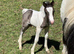 Cob cross Dartmoor colt foal