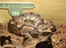 An adult male royal python