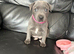 Beautiful KC registered Blue Staffordshire bull terriers