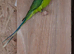 Plum-headed parakeet