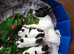 12 week old Jack Russell boy fully vaccinated & mico chipped ready for new home