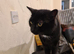 x1 Adult Male Indoor Only Cat for Rehoming