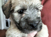 Outstanding Glen of Imaal terrier puppies!!