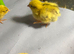 Jumbo Coturnix Quails chicks