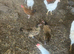 Pol leghorns
