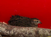 Button quails