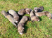 EU X black hybrid polecats