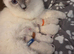 GCCF REG. EXTENSIVELY TESTED RAGDOLL KITTENS