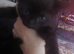 Gorgeous Fluffy kittens
