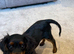 2 King Charles cavalier cross cavapoo girls.