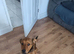 Rottweiler cross needs a home