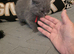 BSH 3 lilac 3 blue male and female ready now