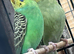 Young budgies