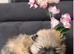 Stunning Pomeranian puppies