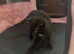 Mainecoon cross Ragdoll kittens