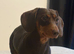 Make dachshund