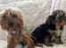 Beautiful yorkiepoo puppy