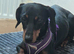 Cookie the sausage dog