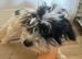 7 month old cavapoo boy