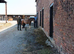 Brood mare
