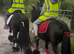 For sale Pamela & Samantha best pony in world