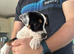 British bulldog cross puppies