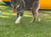 Shiba Inu