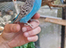 4 blue chicks and 1 green adult male