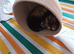 Wild polecat Trained house pet 4 years old biggest and healthy top for breeders the female died and he's missing her he needs a new home to make him h