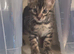 Stunning Bengal Kittens For Sale