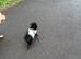 Minature poodle / chiwawaa