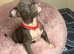 pocket bullys looking for forever homes.
