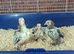 Chocolate/chocolate laced pekins chicks