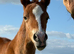 Perfect chestnut section d colt to make 15hh