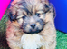 Shetland sheepdog cross Shih Tzu puppies