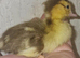 Chicks and ducklings