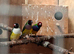 Gouldian finch