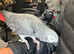 Supertame and Talking African Grey