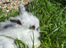 MiniLion Lop Bunnies