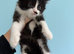 6 kittens