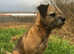 Border Terrier for stud.