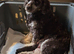 Cockapoo puppies