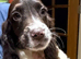 Gorgeous Spaniels